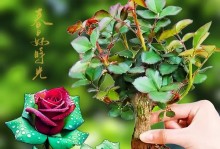 苏格手机的性能和用户体验（一款值得信赖的手机选择）